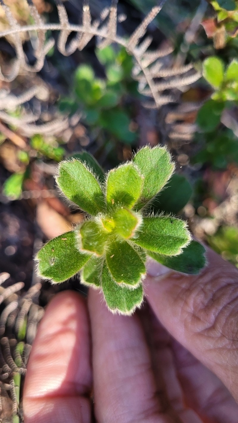 Hibbertia villosa photo 3