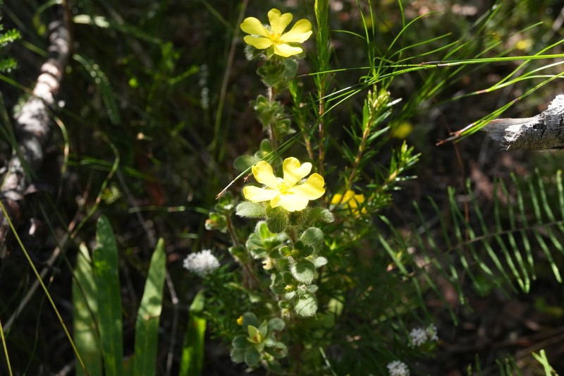 Hibbertia villosa photo 4