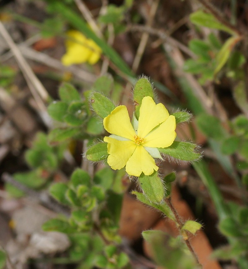 Hibbertia villosa photo 5