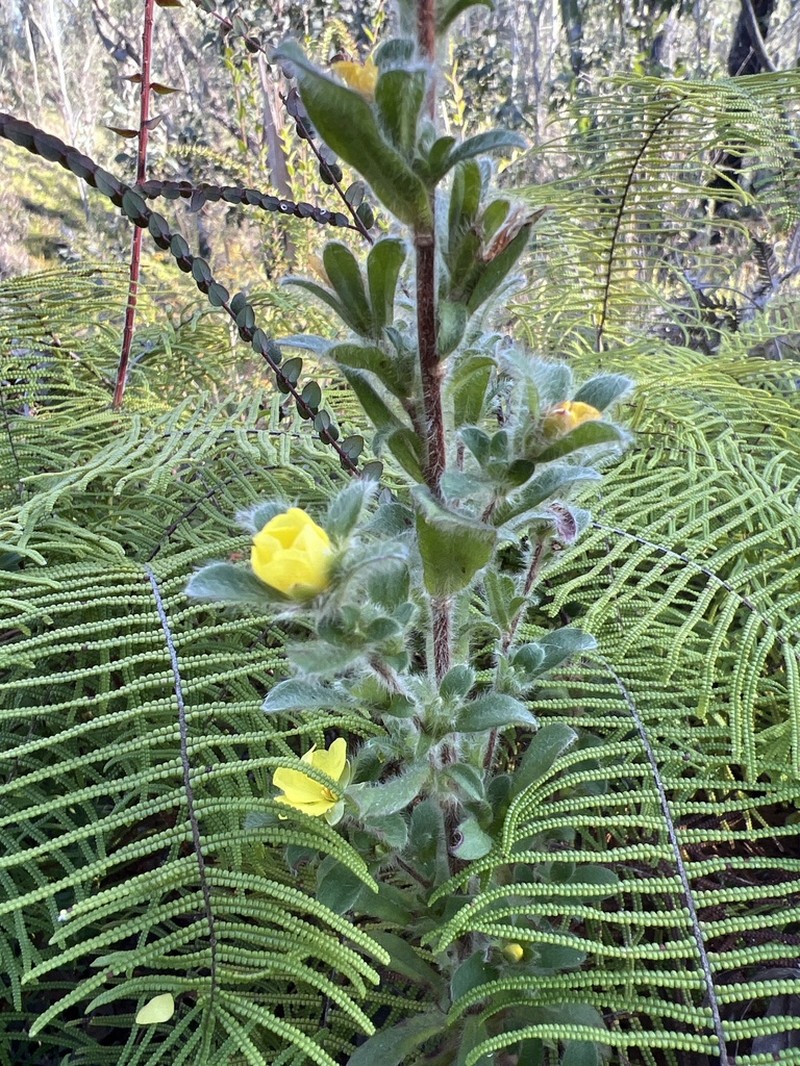 Hibbertia villosa photo 6