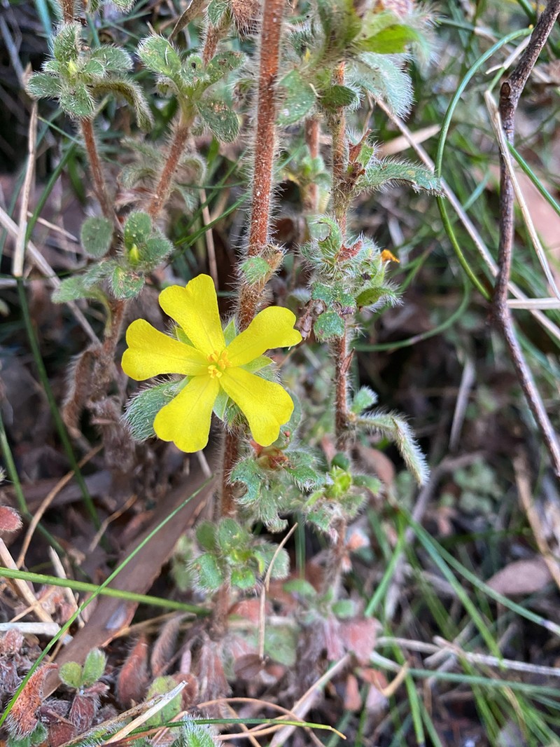 Hibbertia villosa photo 7