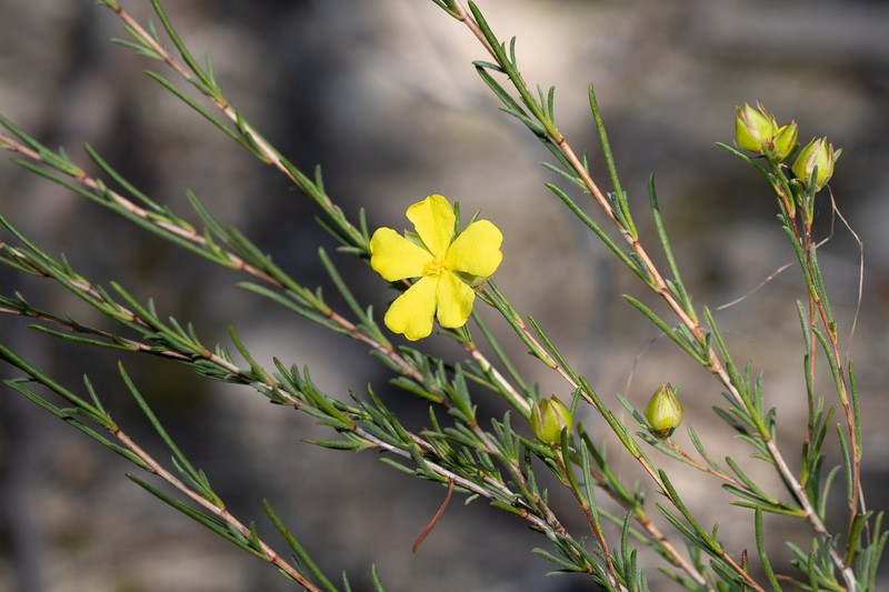 Hibbertia virgata
