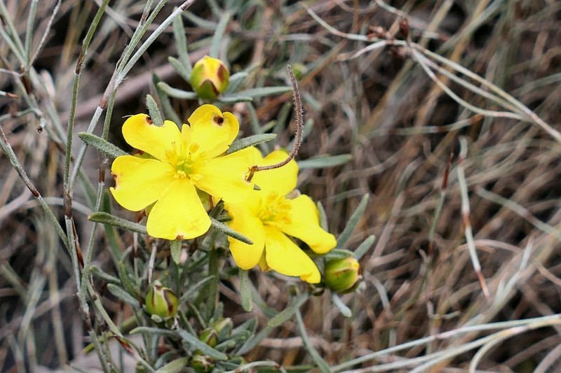 Hibbertia virgata photo 2