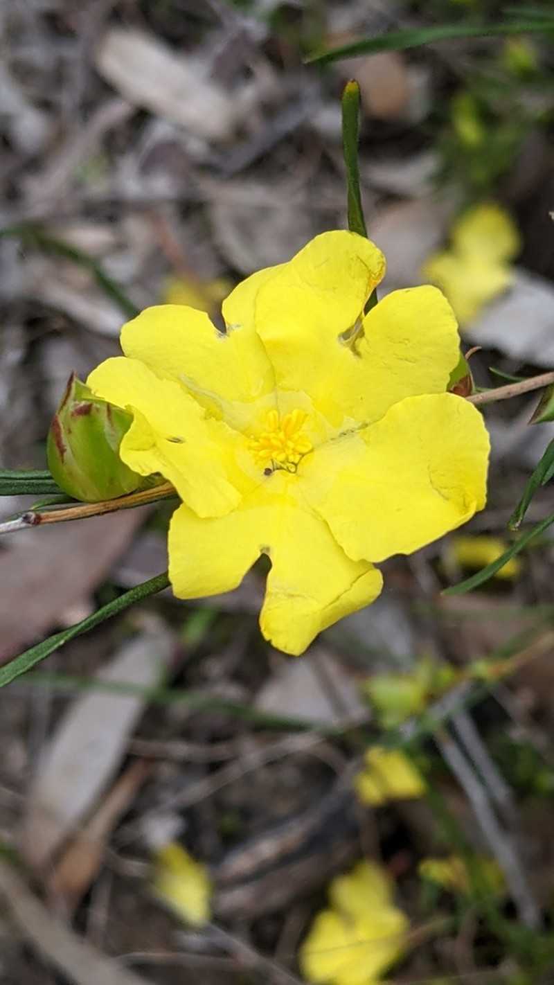 Hibbertia virgata photo 3