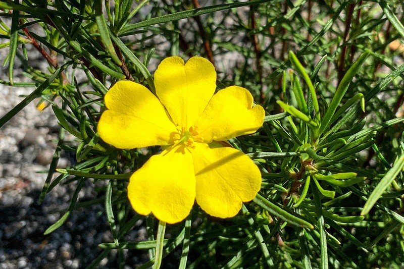 Hibbertia virgata photo 4