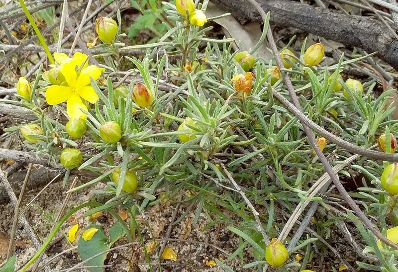 Hibbertia virgata photo 5