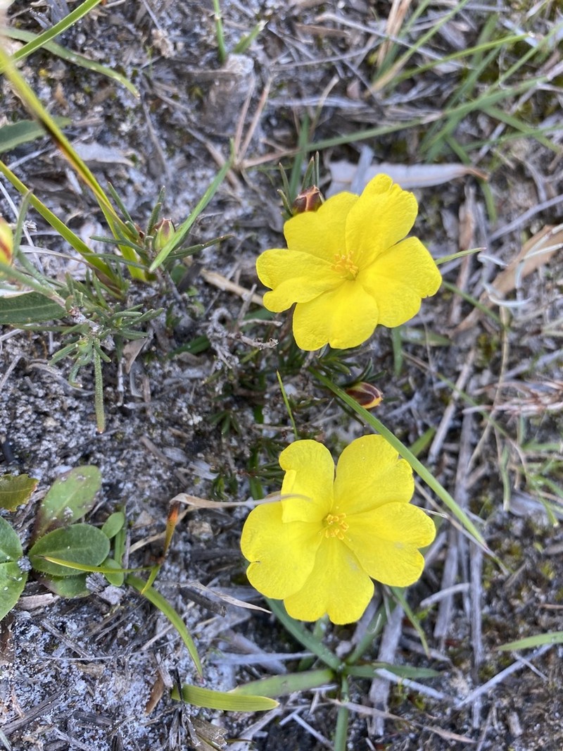Hibbertia virgata photo 6