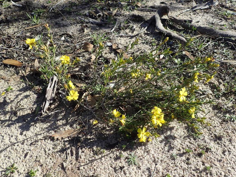 Hibbertia virgata photo 7