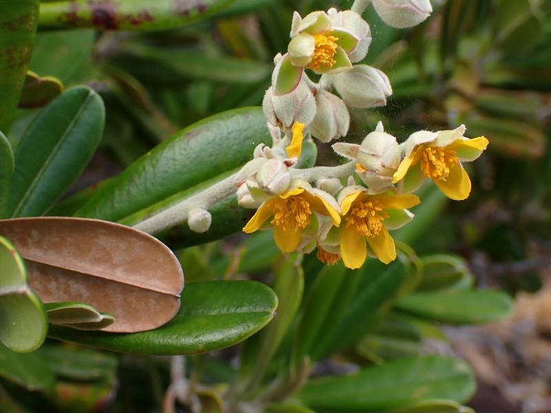 Hibbertia wagapii