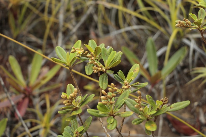 Hibbertia wagapii photo 2