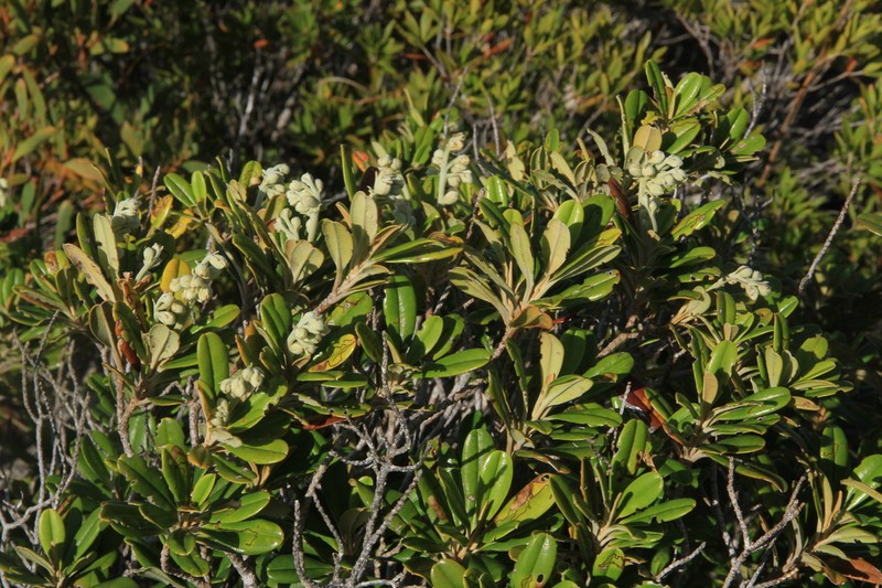 Hibbertia wagapii photo 3