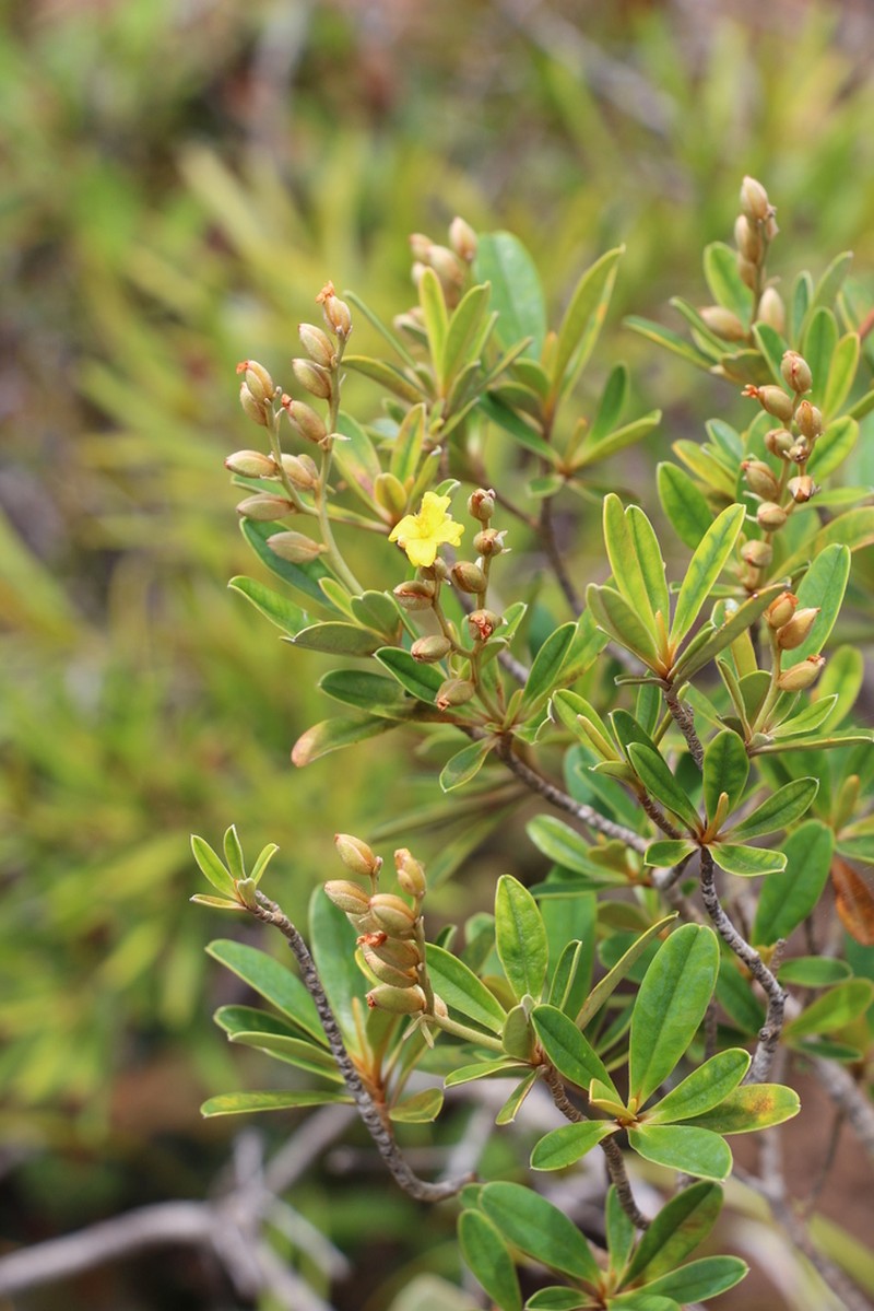 Hibbertia wagapii photo 4