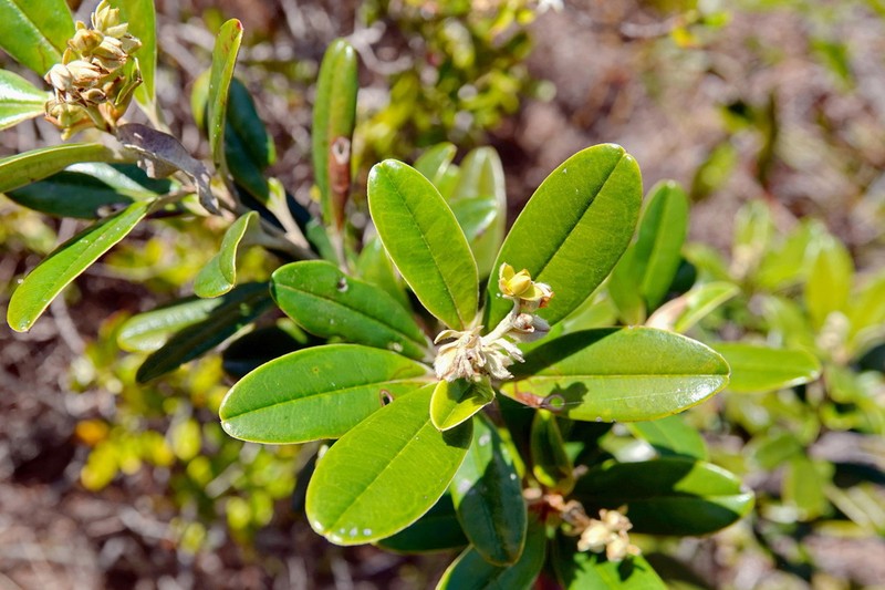 Hibbertia wagapii photo 6