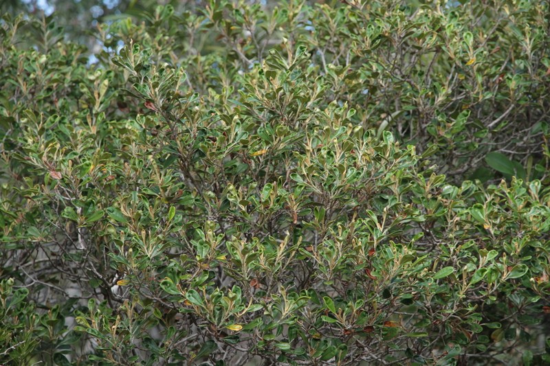 Hibbertia wagapii photo 7