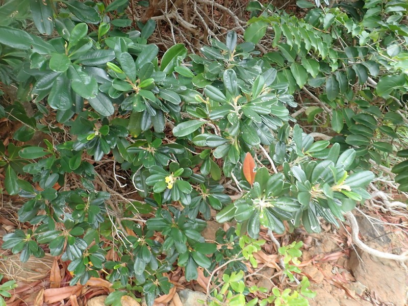 Hibbertia wagapii photo 8