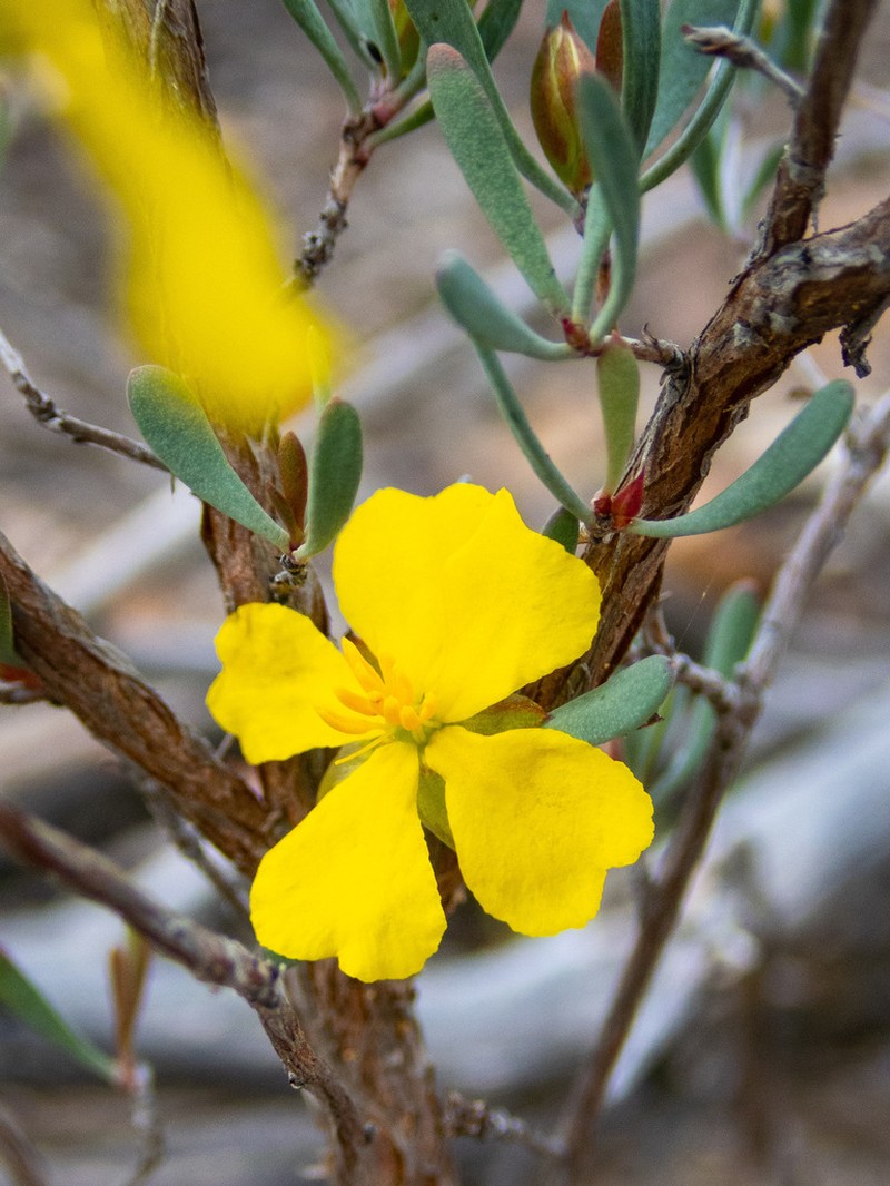 Hibbertia wandoo photo 2