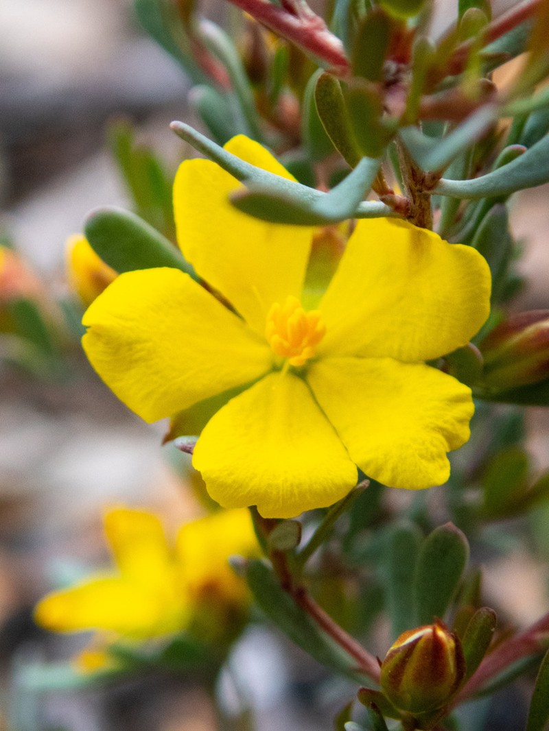 Hibbertia wandoo photo 3