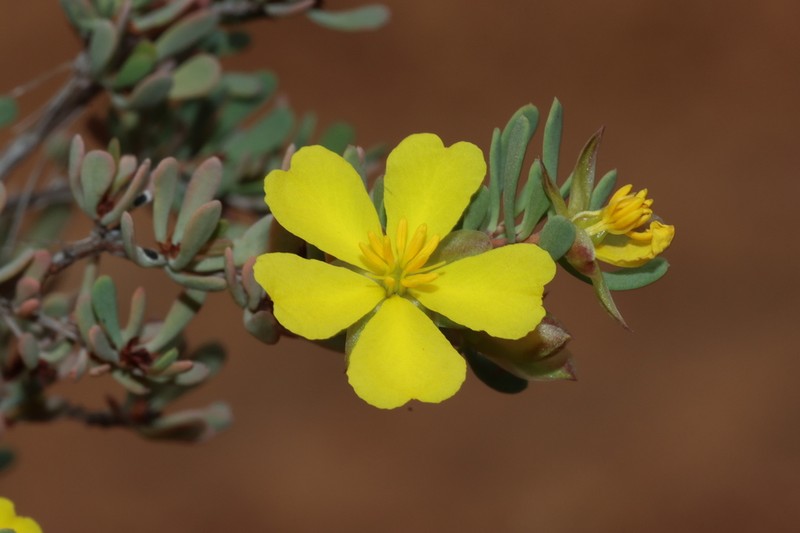Hibbertia wandoo photo 4