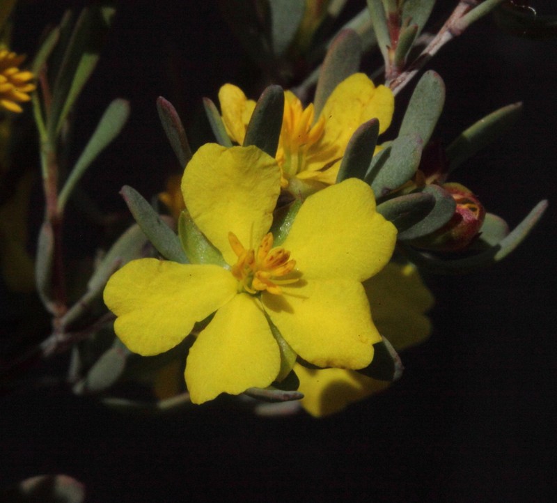 Hibbertia wandoo photo 5