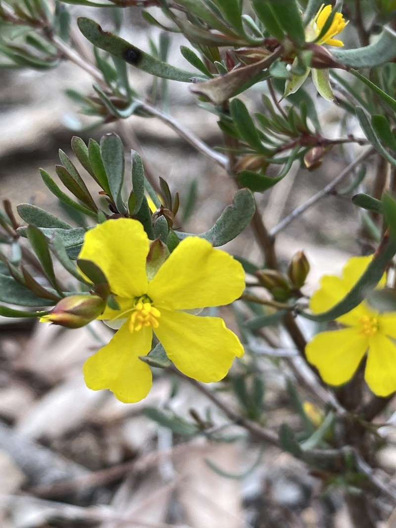 Hibbertia wandoo photo 6