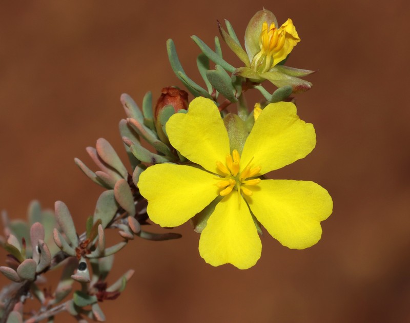 Hibbertia wandoo photo 7