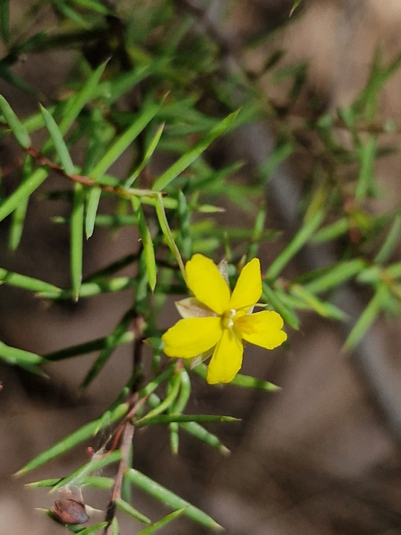 Hibbertia woronorana