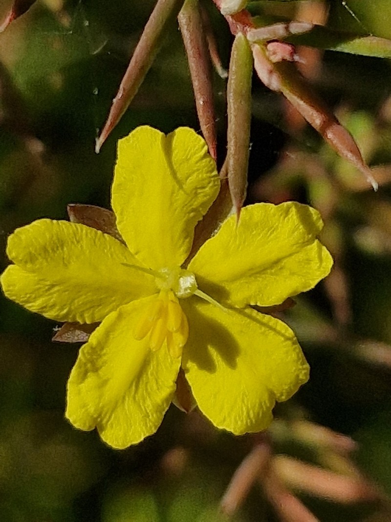 Hibbertia woronorana photo 2