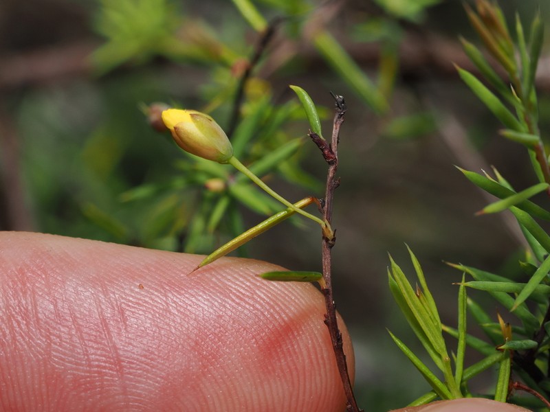 Hibbertia woronorana photo 3