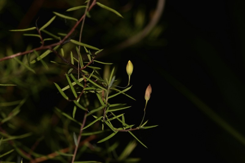Hibbertia woronorana photo 4