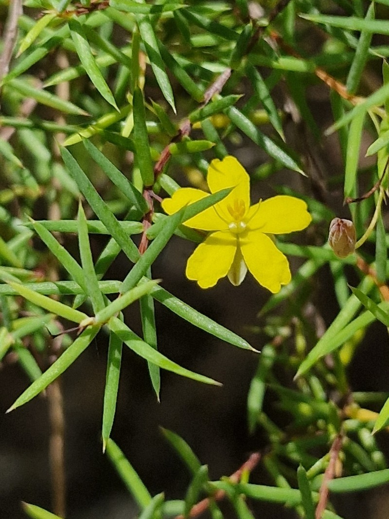 Hibbertia woronorana photo 5