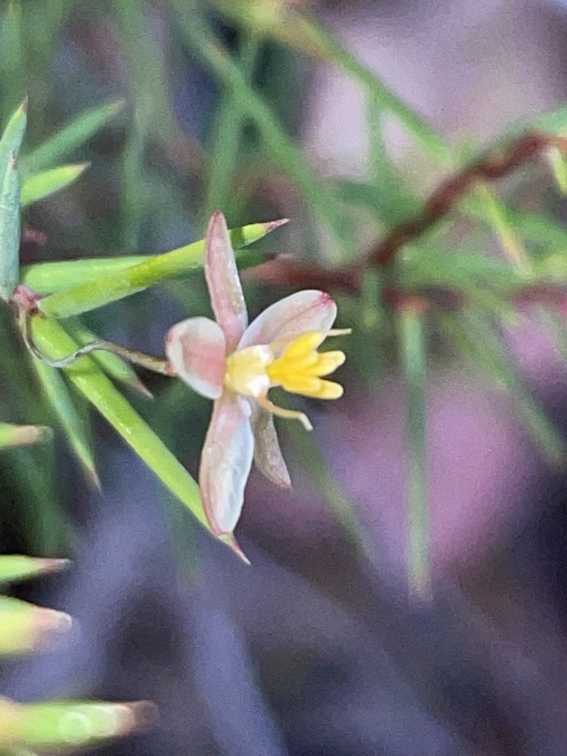 Hibbertia woronorana photo 6