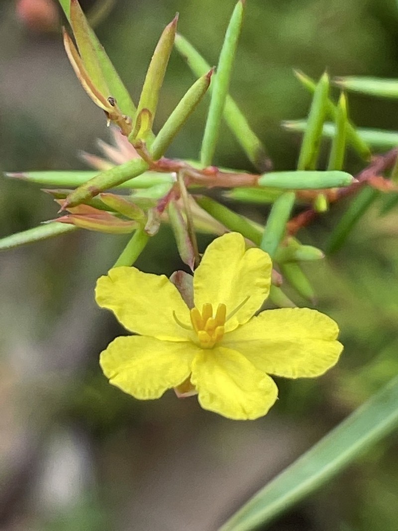 Hibbertia woronorana photo 7