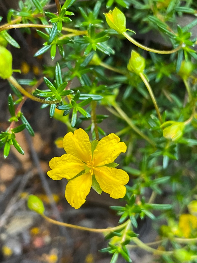 Hibbertia xenandra