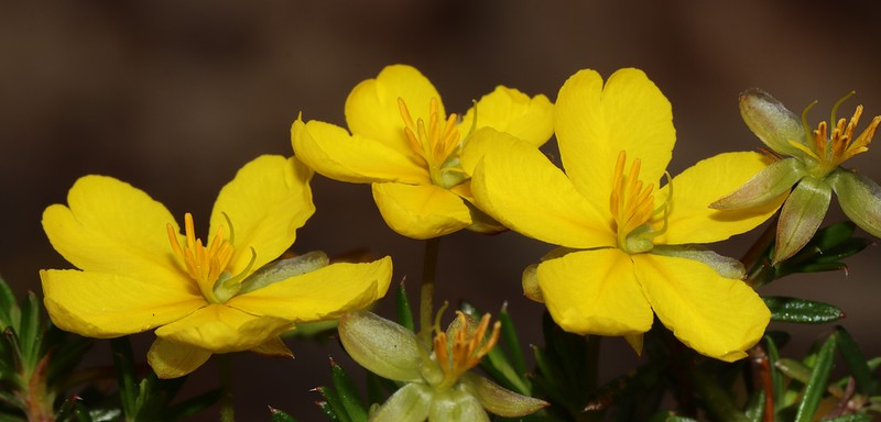 Hibbertia xenandra photo 2