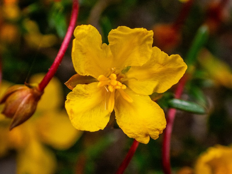 Hibbertia xenandra photo 3