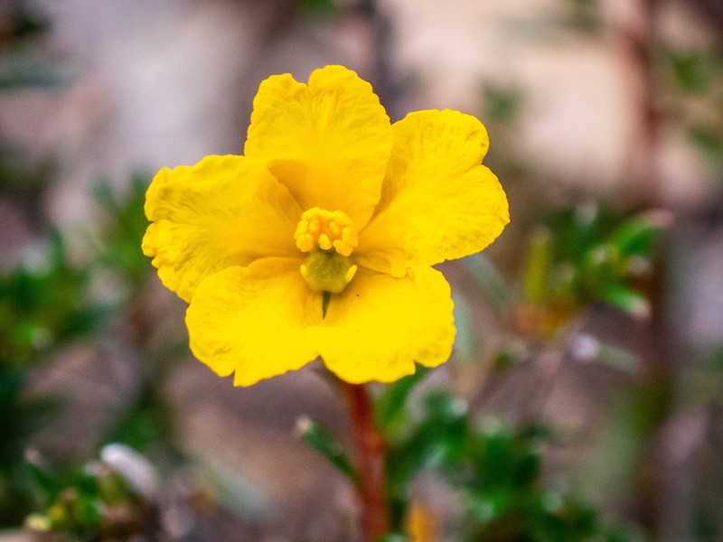 Hibbertia xenandra photo 4