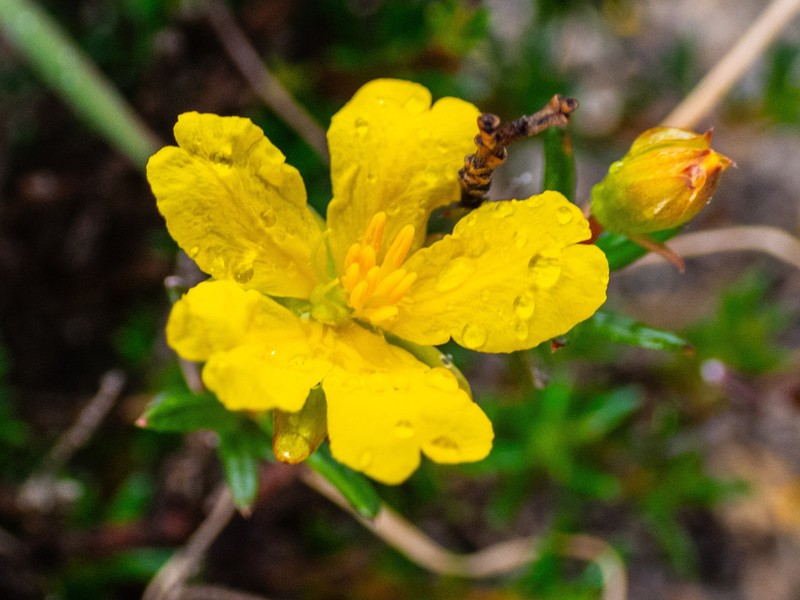 Hibbertia xenandra photo 5