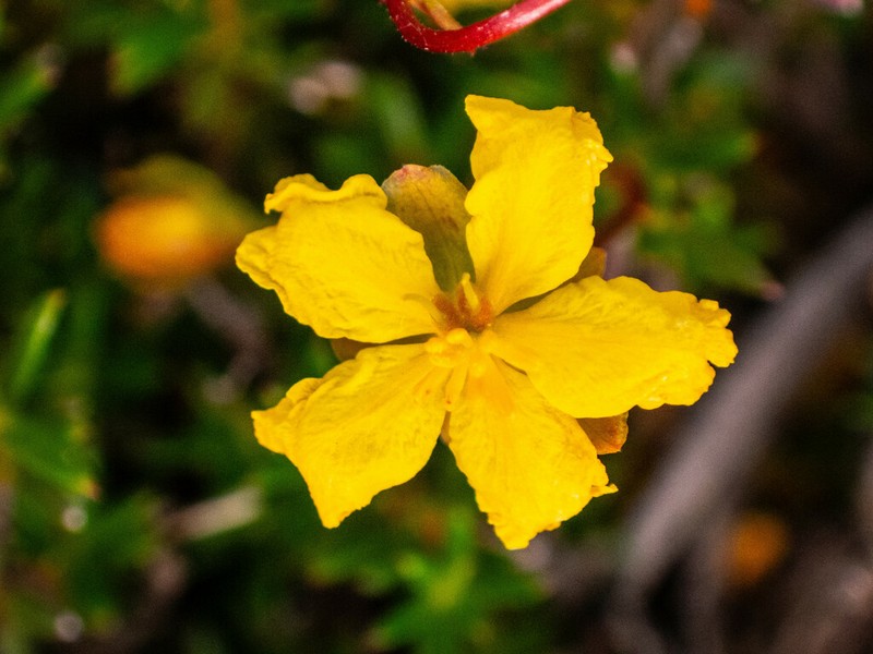 Hibbertia xenandra photo 6