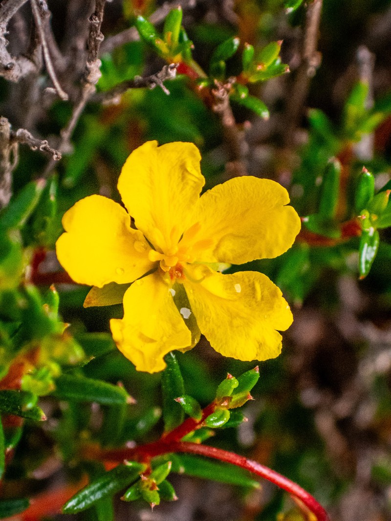 Hibbertia xenandra photo 7