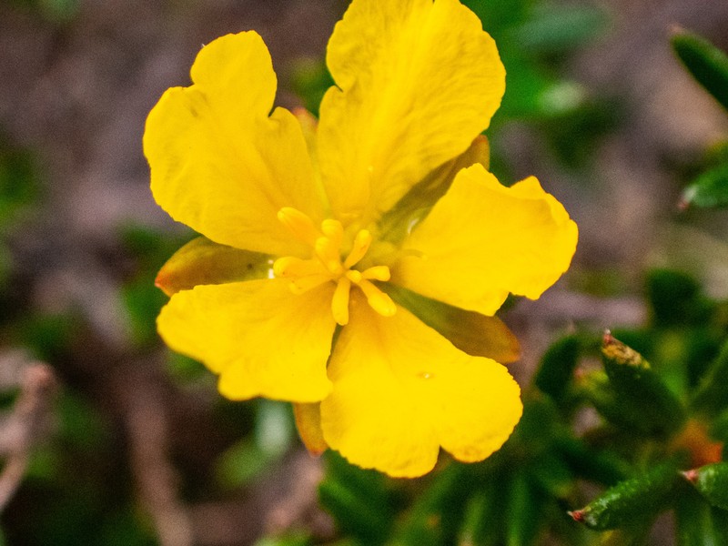 Hibbertia xenandra photo 8