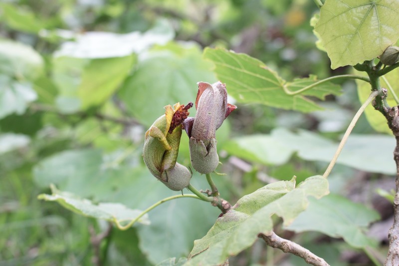 Hibiscadelphus