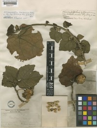 Hau Kuahiwi