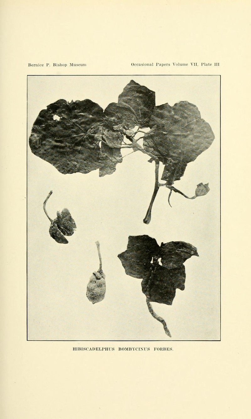 Hau Kuahiwi photo 2