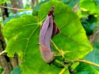 Kilauea Hau Kuahiwi