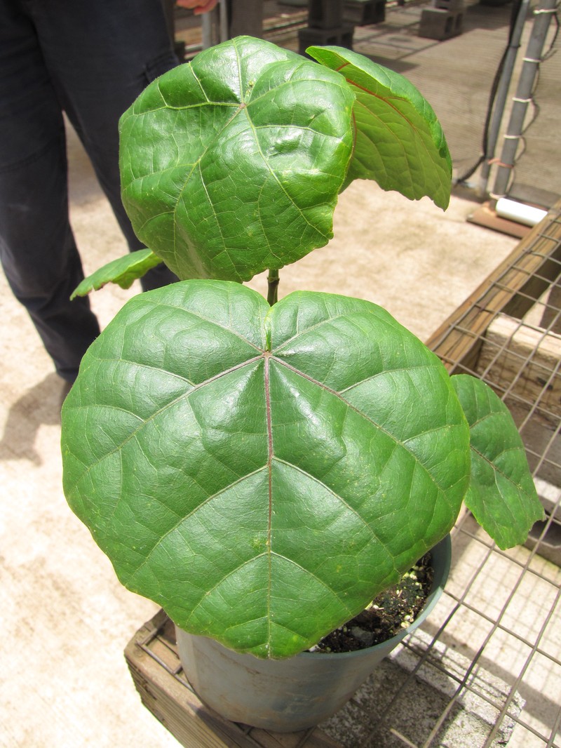 Hualalai Hau Kuahiwi