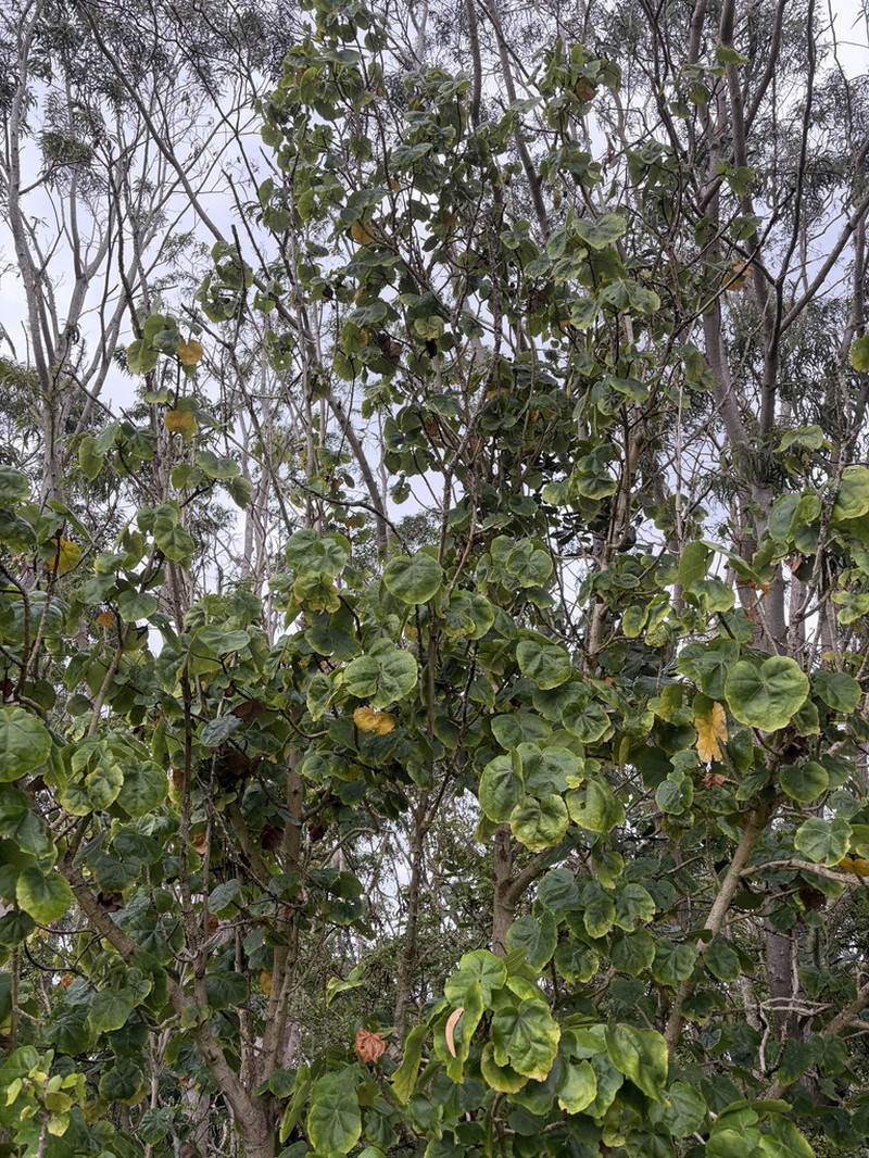 Hualalai Hau Kuahiwi photo 6