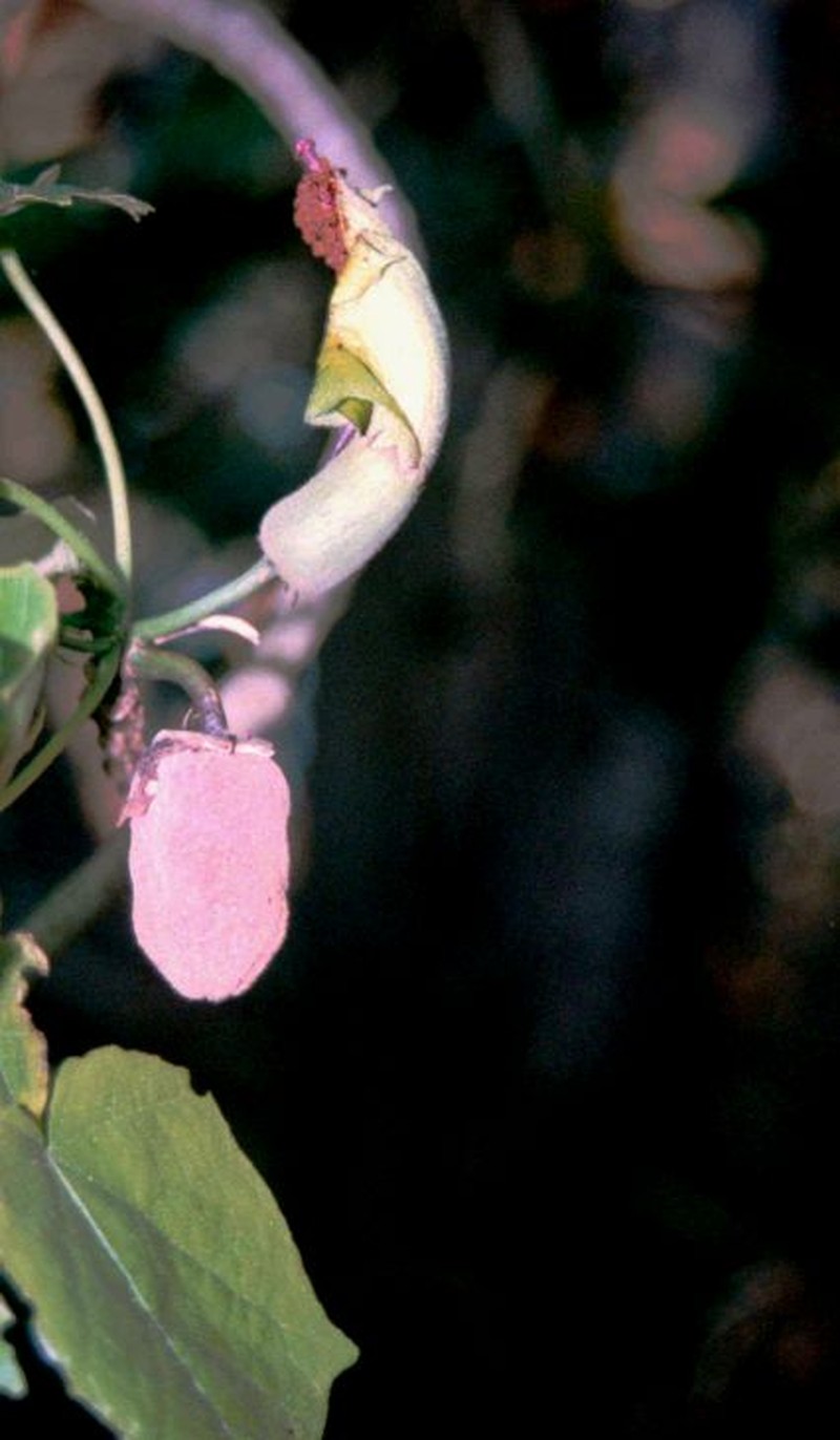 Hibiscadelphus photo 2