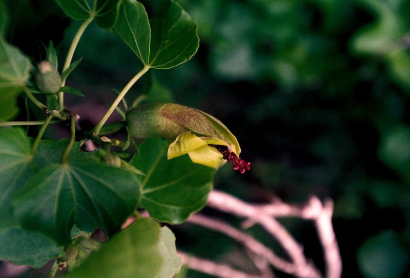 Wood's Hau Kuahiwi