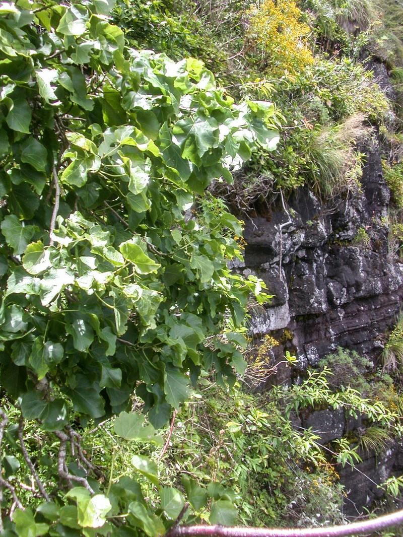 Wood's Hau Kuahiwi photo 3