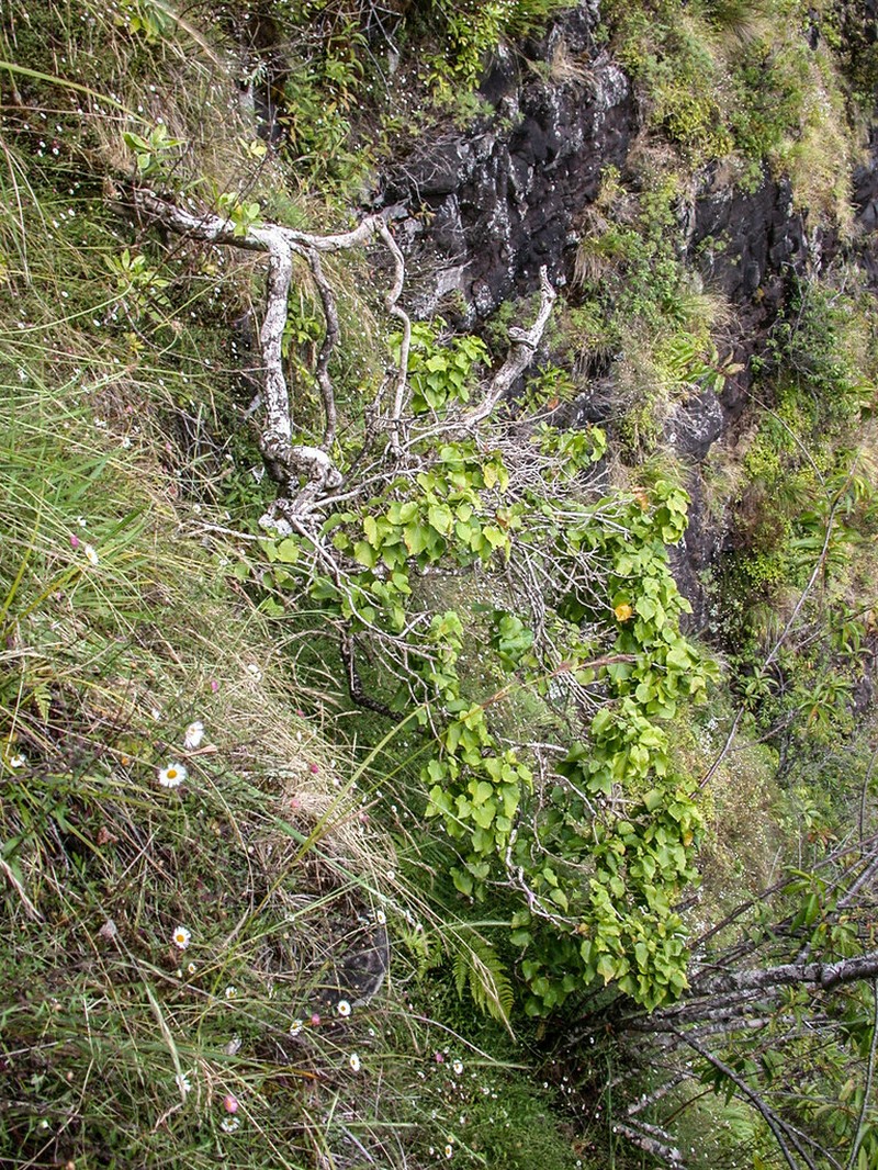 Wood's Hau Kuahiwi photo 4